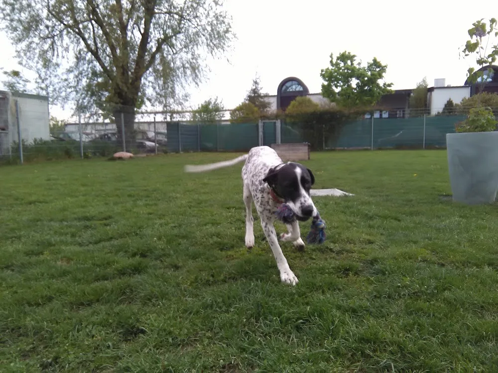 Müller Marina 4 Pfotenpension Tierpension u. Hundeschule - Elchesheim-Illingen pet otel görseli 7