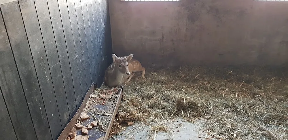 Dierenpension 't Hoge Veld - Elst pet otel