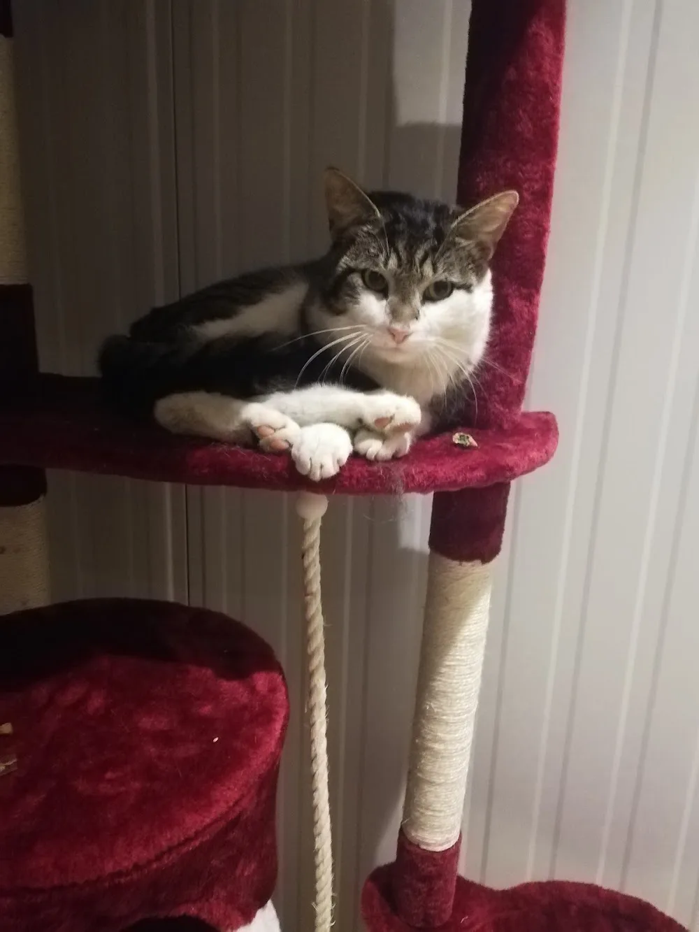 Kattenpension het Prinsesje 🐈⬛ - Elst pet otel