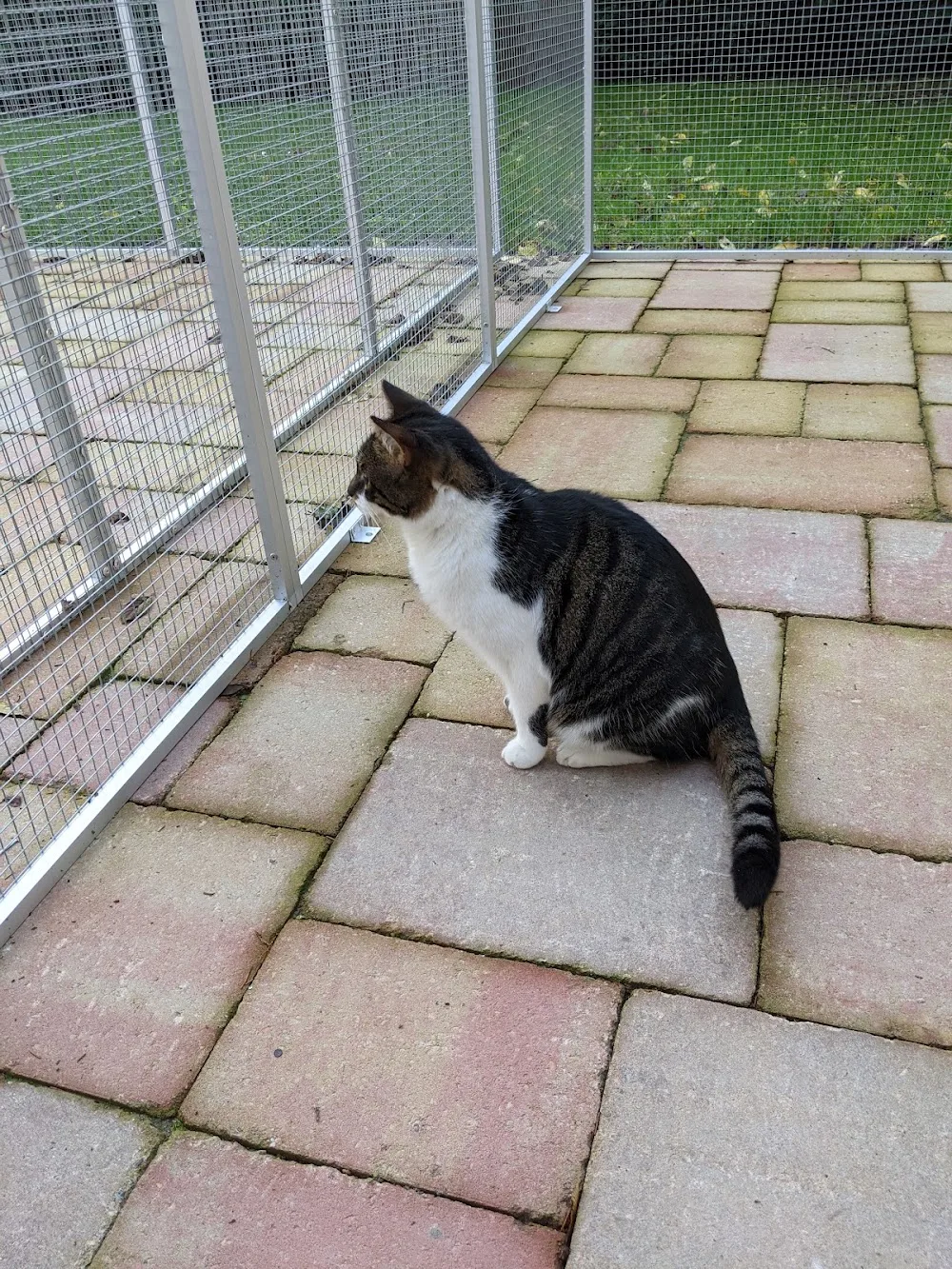 Kattenpension Overbetuwe - Elst pet otel