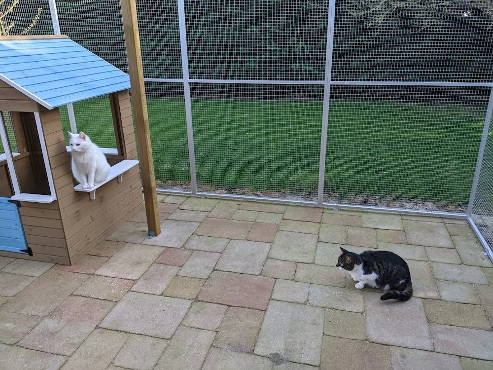 Kattenpension Overbetuwe - Elst pet otel görseli 3