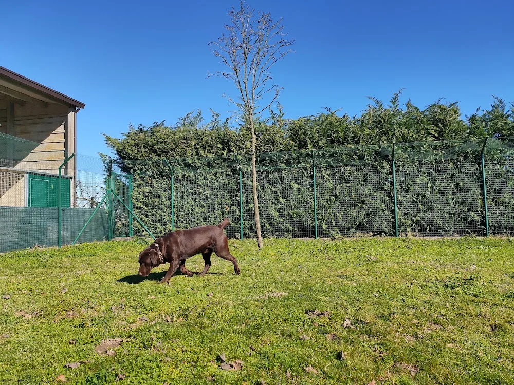 Canerè la tua pensione per cani - Emilia-Romagna pet otel görseli 3