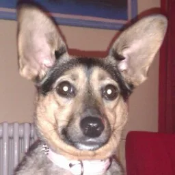 Canerè la tua pensione per cani - Emilia-Romagna pet otel görseli 4