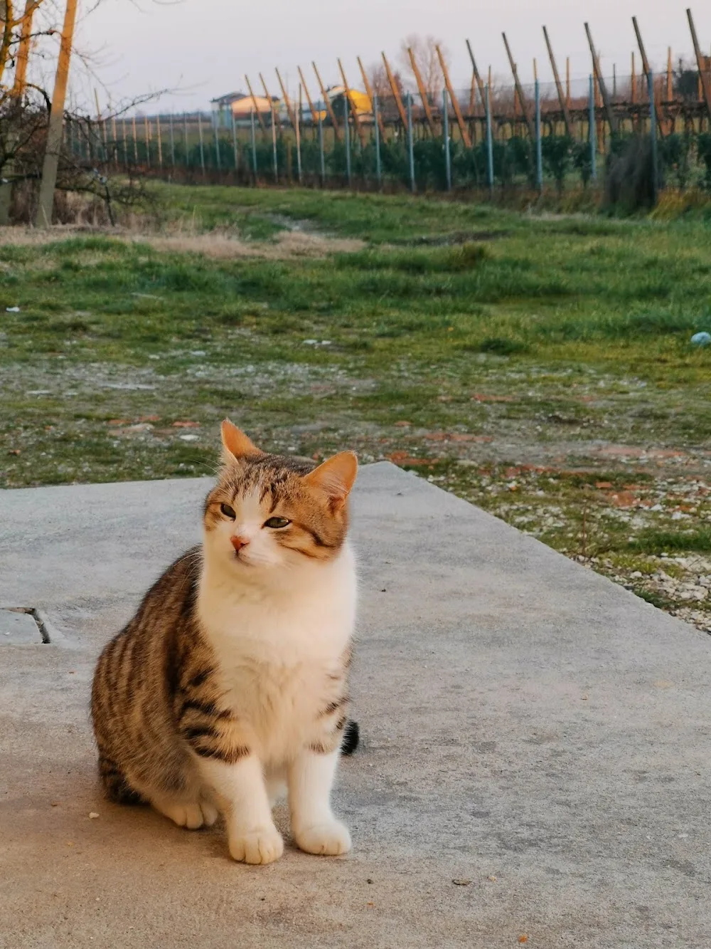 Casa di Giuliano e i Suoi Gatti - Emilia-Romagna pet otel