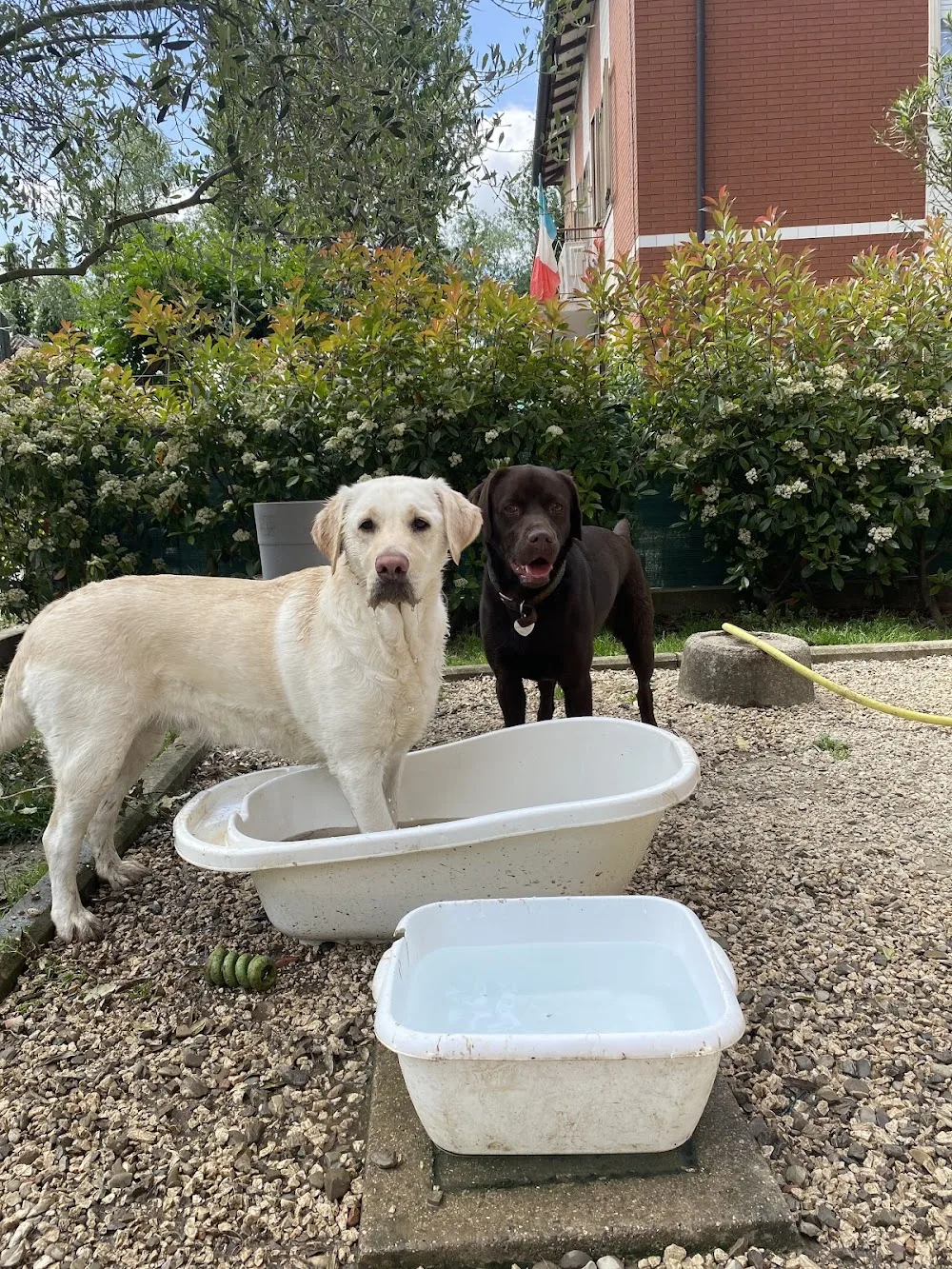 Casa Teckel - pensione e asilo per cani - Emilia-Romagna pet otel