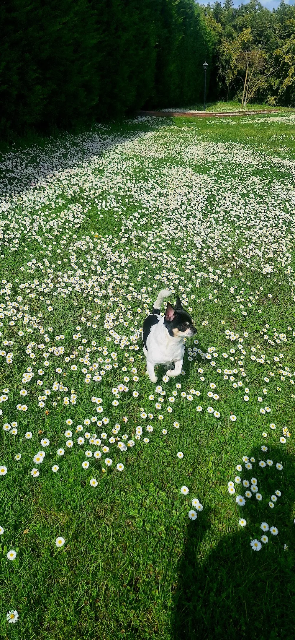Dog's Ranch - Emilia-Romagna pet otel görseli 3