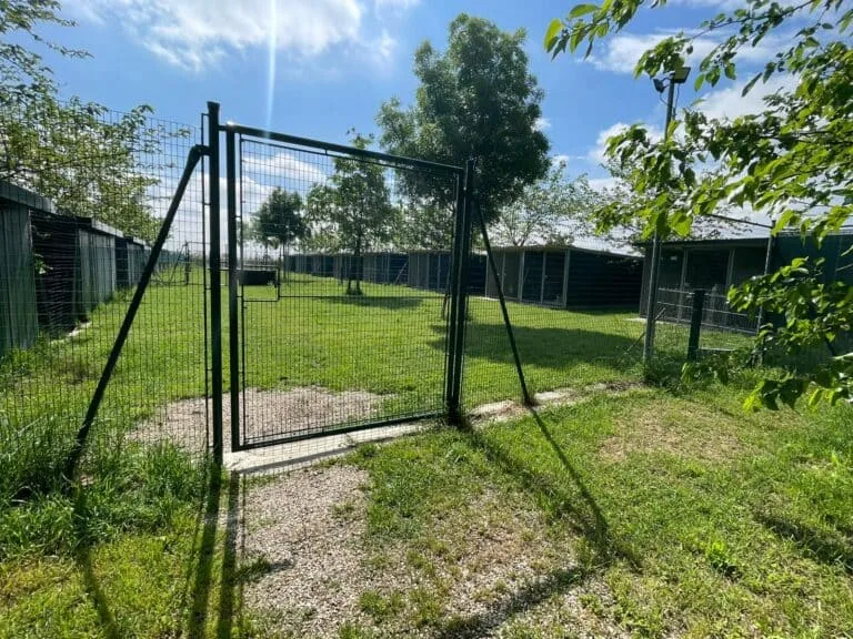 Pensione Cani Dog Galaxy - Emilia-Romagna pet otel görseli 7