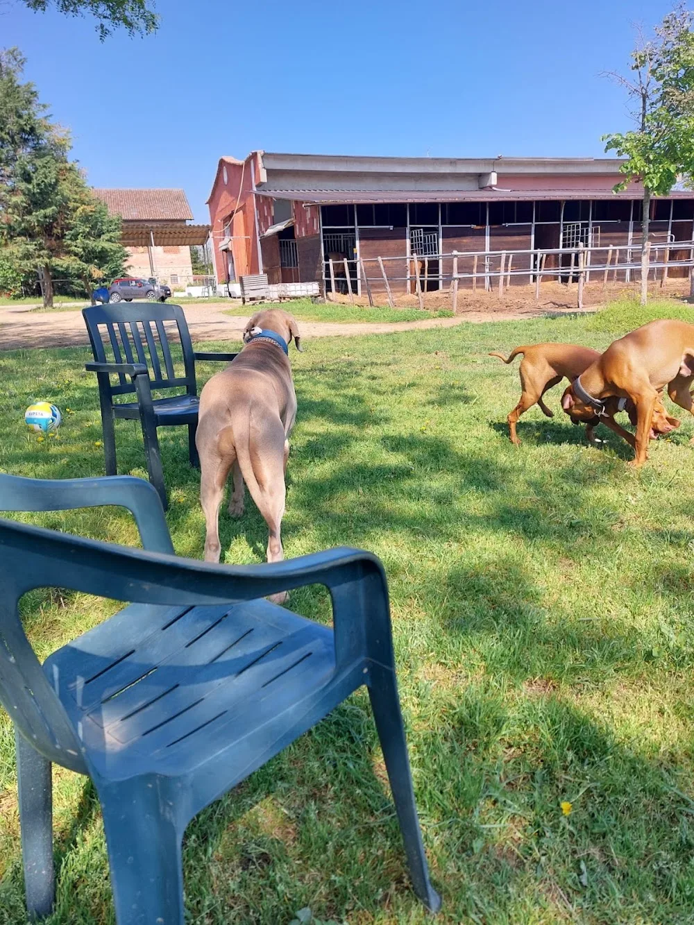 Pensione cani - Emilia-Romagna pet otel