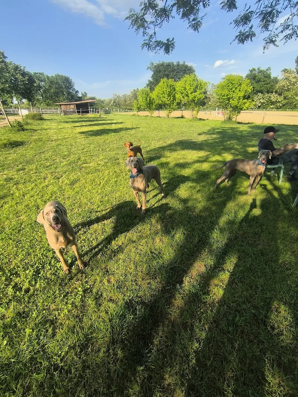 Pensione cani - Emilia-Romagna pet otel görseli 3