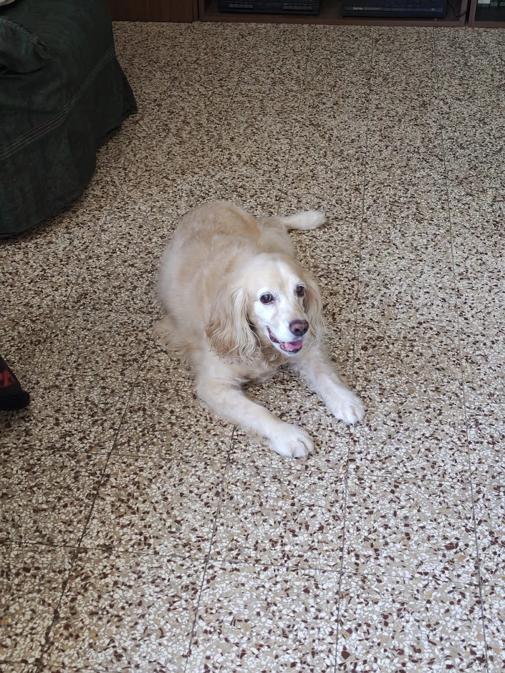 Pensione casalinga cani e gatti "Casa musetti" - Emilia-Romagna pet otel görseli 3