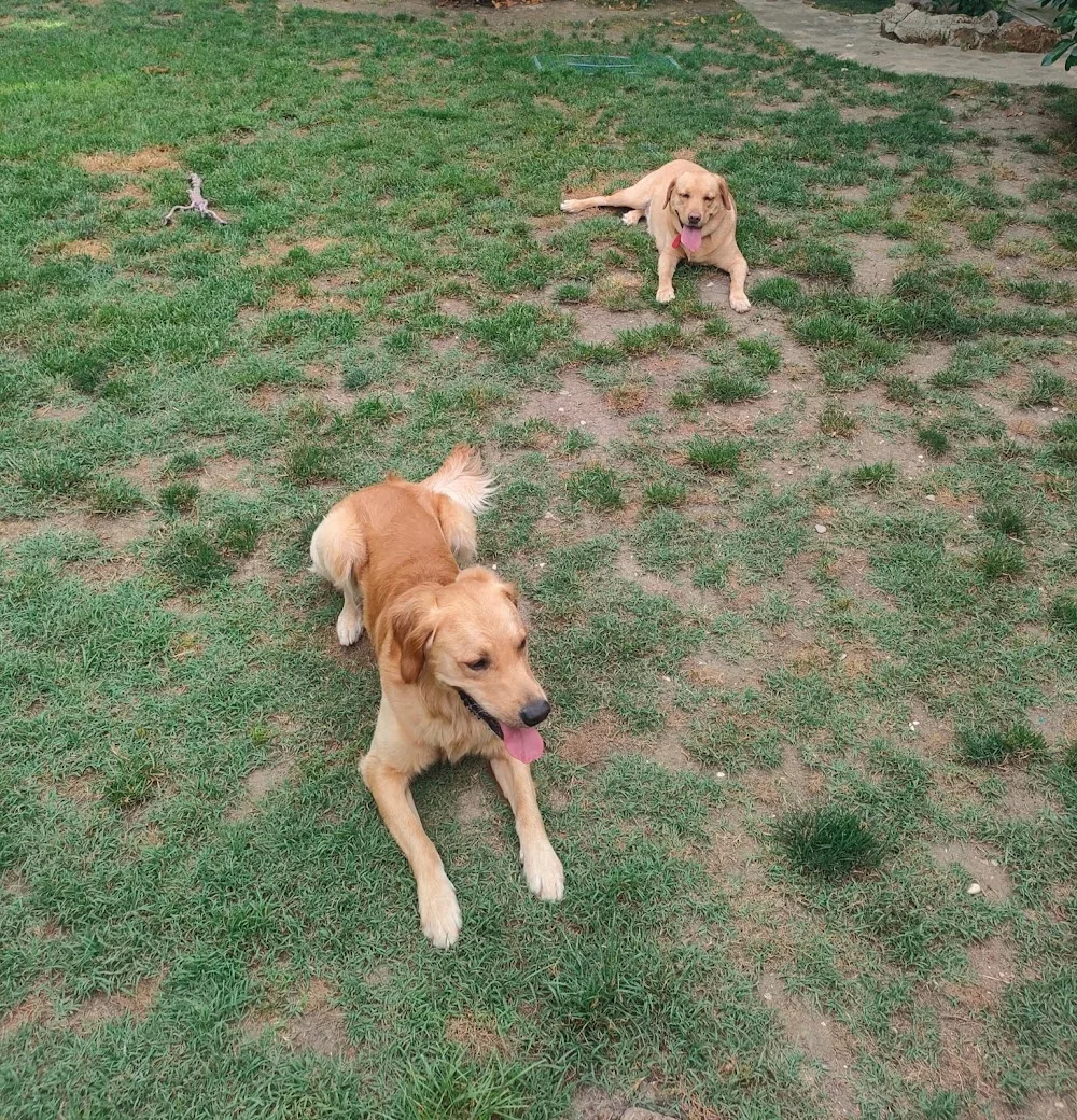 Pensione Mia – Pensione Cani Casalinga - Emilia-Romagna pet otel görseli 3