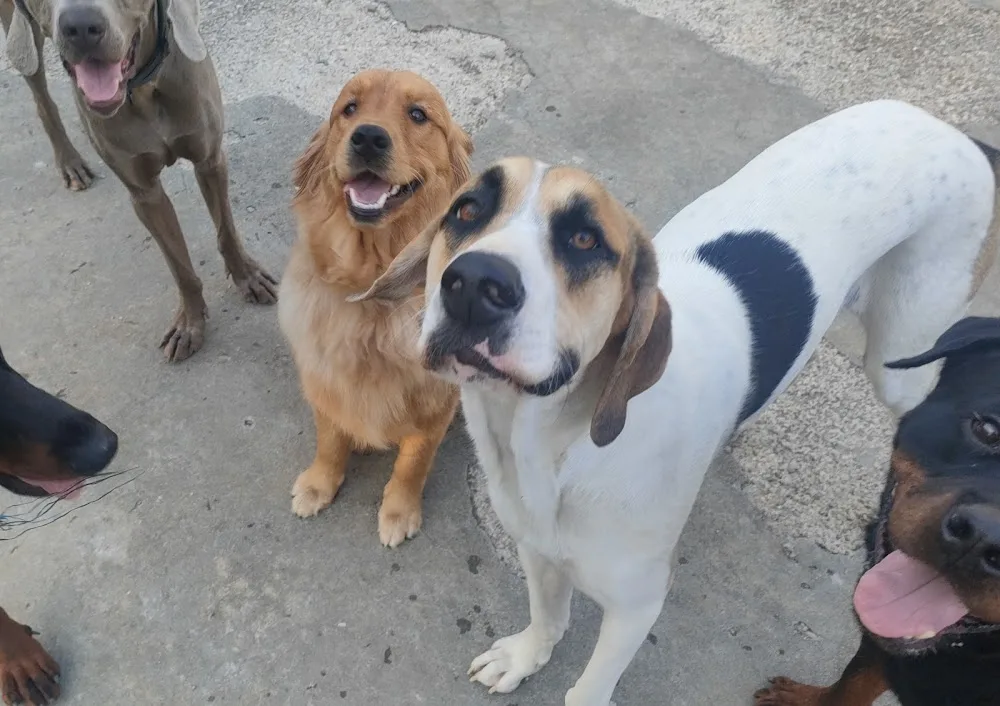 Pensione Mia – Pensione Cani Casalinga - Emilia-Romagna pet otel görseli 6