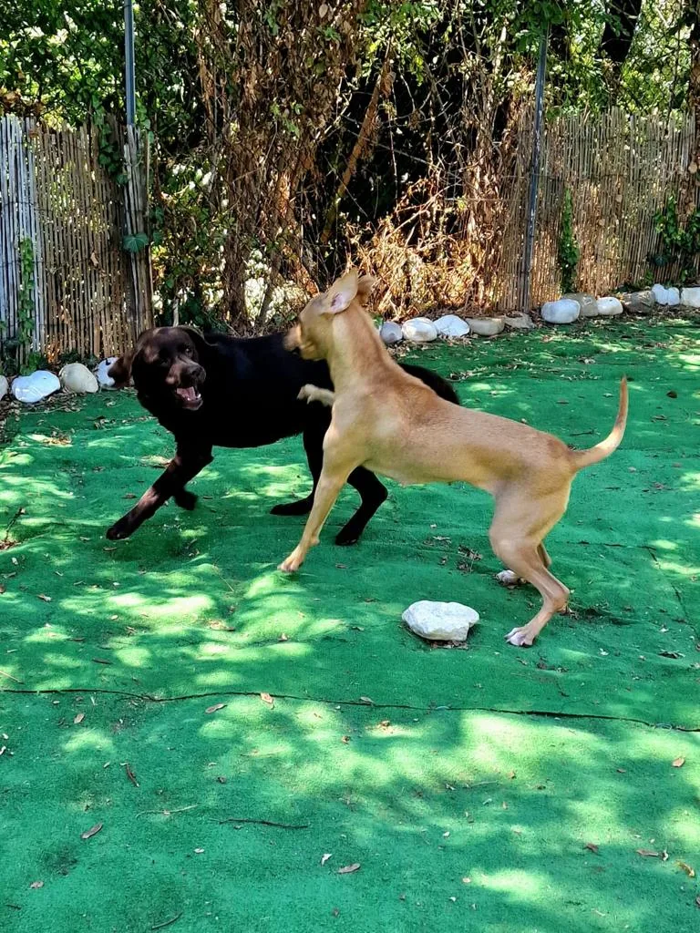 Pensione per animali Villa Valli - Emilia-Romagna pet otel görseli 7