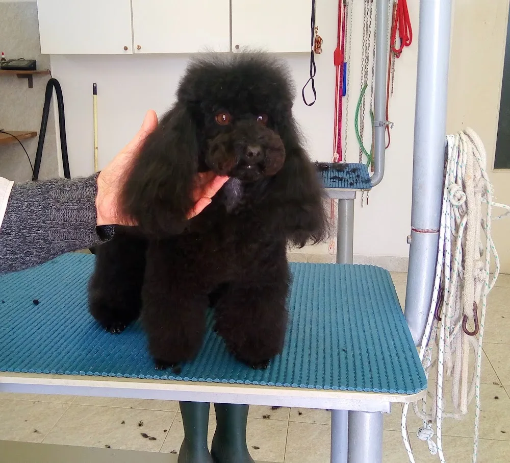 Pensione Per Cani E Gatti Il Rubicone - Emilia-Romagna pet otel