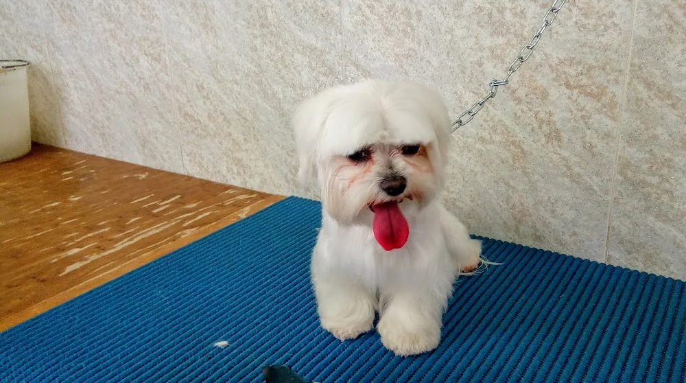 Pensione Per Cani E Gatti Il Rubicone - Emilia-Romagna pet otel görseli 3