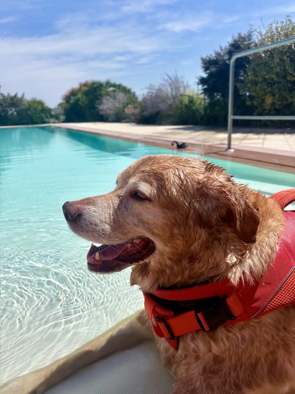Pensione Per Cani - Golden Pet - Emilia-Romagna pet otel görseli 3