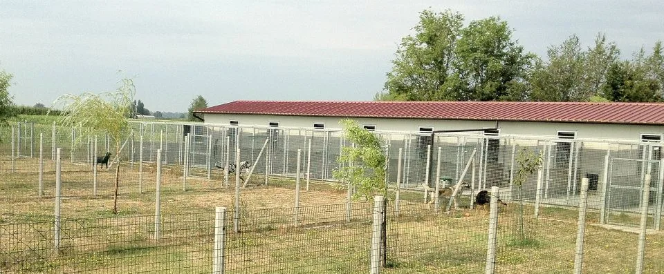 Pensione per cani Mondo Cane - Emilia-Romagna pet otel görseli 2