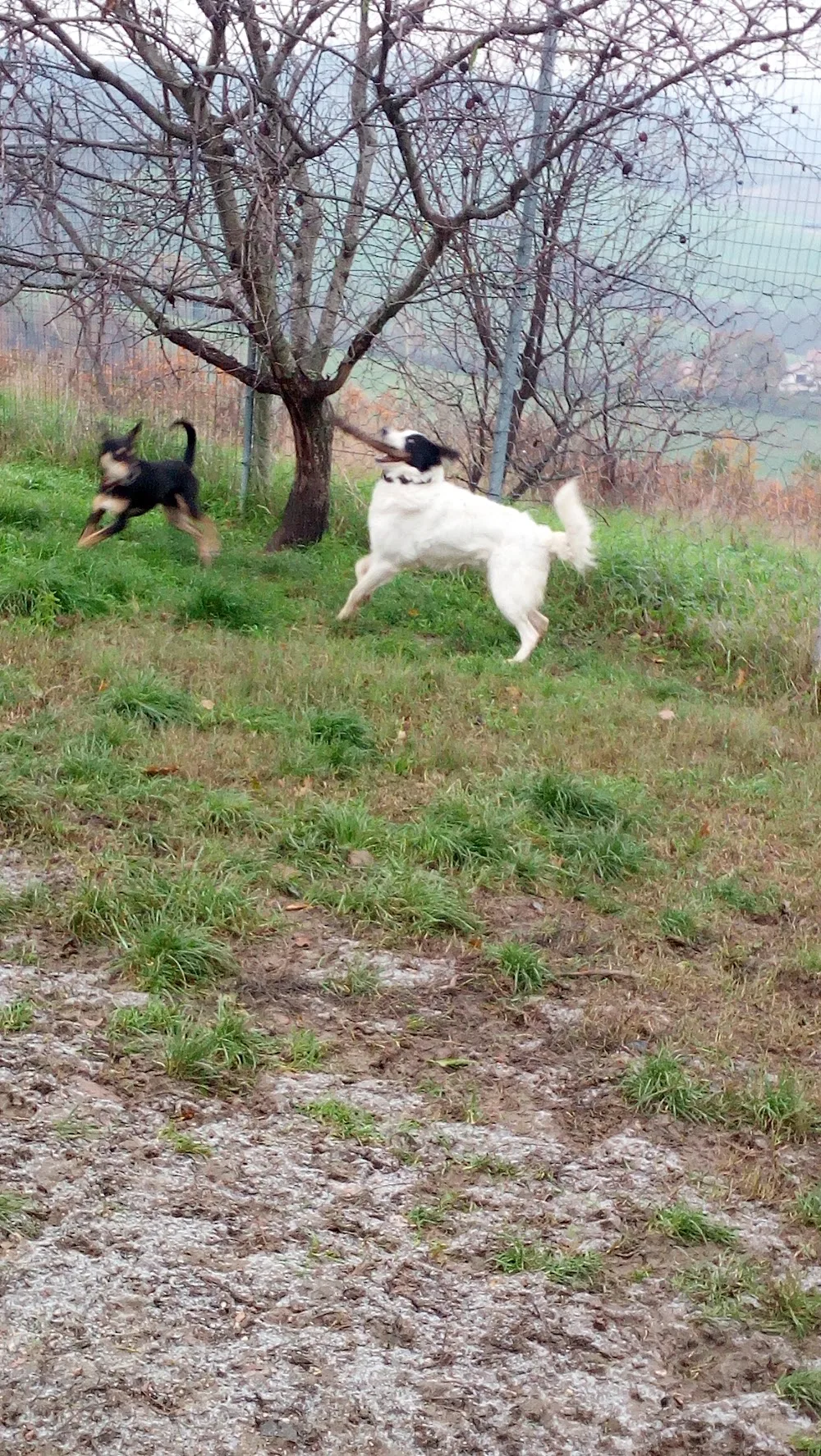 Pensione per cani Zia Paperina - Emilia-Romagna pet otel görseli 3