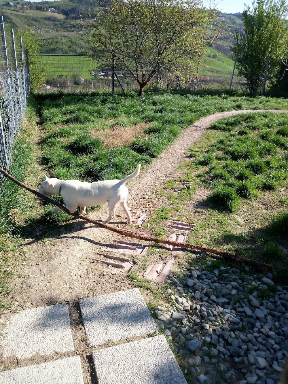 Pensione per cani Zia Paperina - Emilia-Romagna pet otel görseli 6
