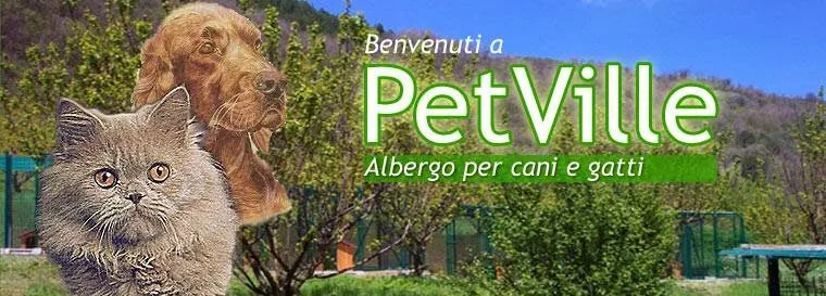Petville - pensione per gatti - Emilia-Romagna pet otel görseli 2