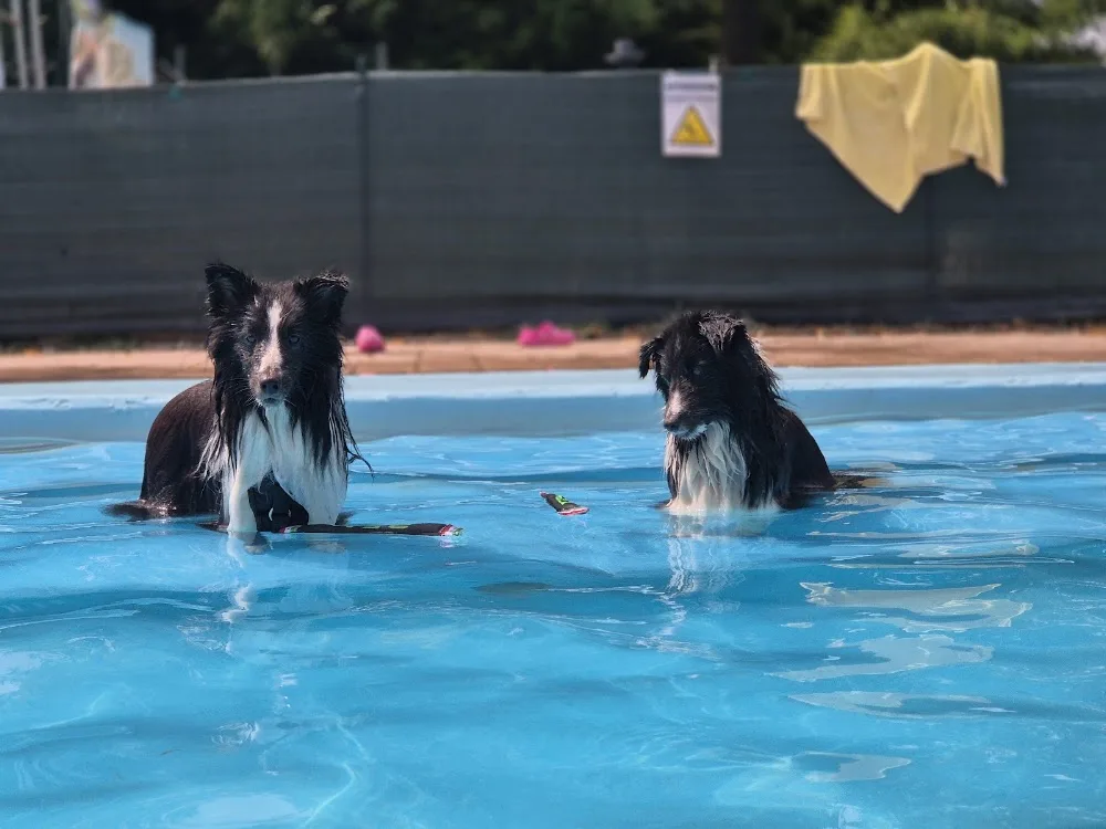 Rem Village - Pensione per Cani - Emilia-Romagna pet otel görseli 3