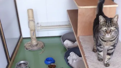 Avey Lane Cattery - Enfield pet otel görseli 2