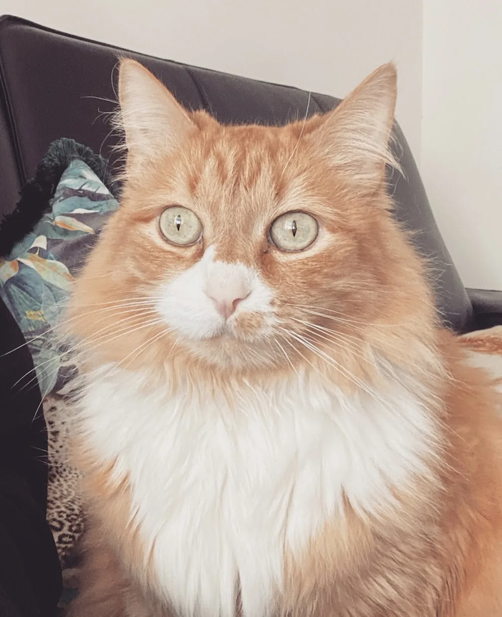 Avey Lane Cattery - Enfield pet otel görseli 3