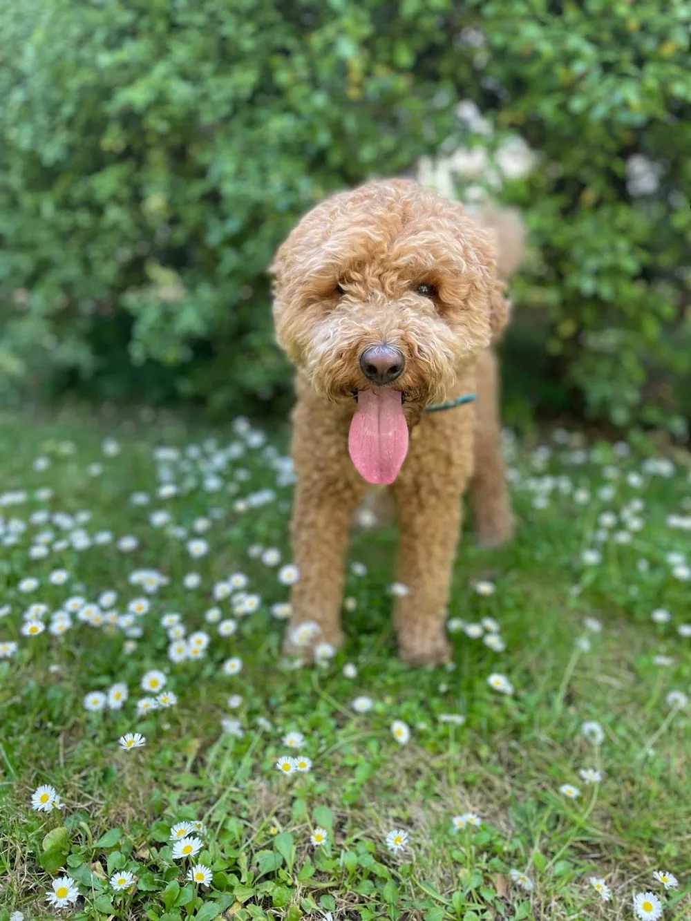 Dog Boarding & Day Care - Upshire Hall - Enfield pet otel