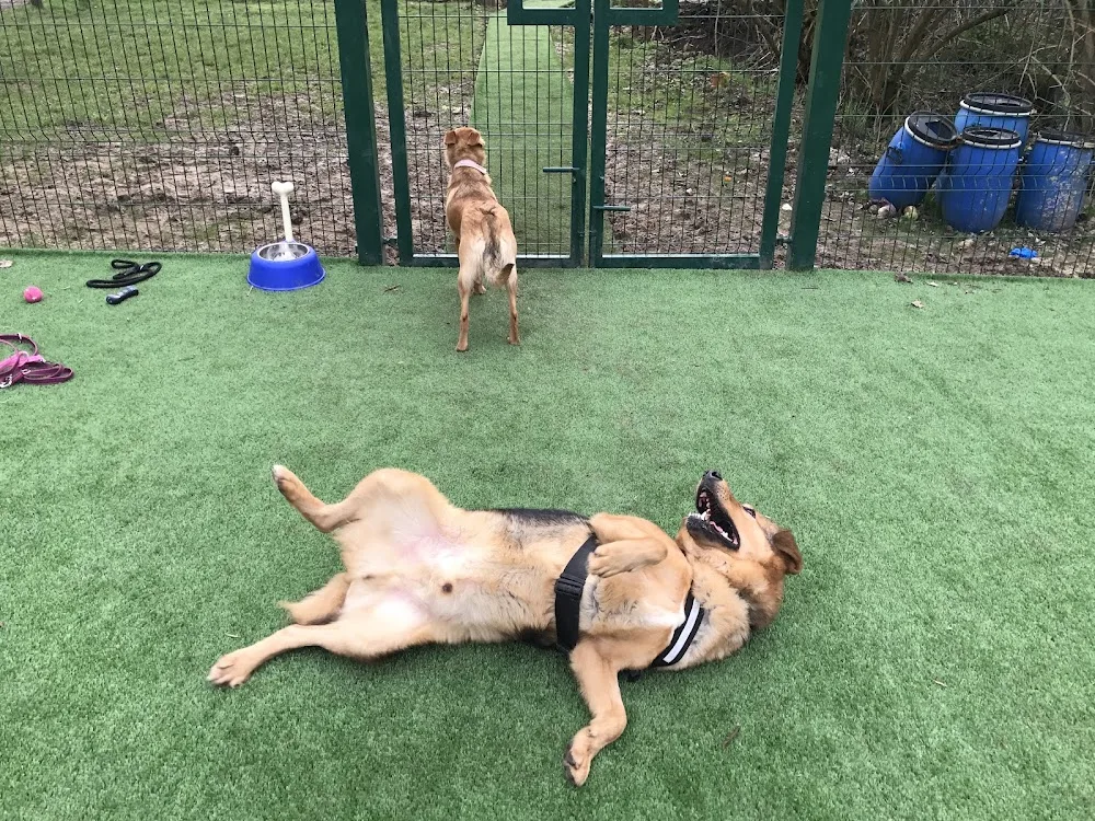 Dog Boarding & Day Care - Upshire Hall - Enfield pet otel görseli 3