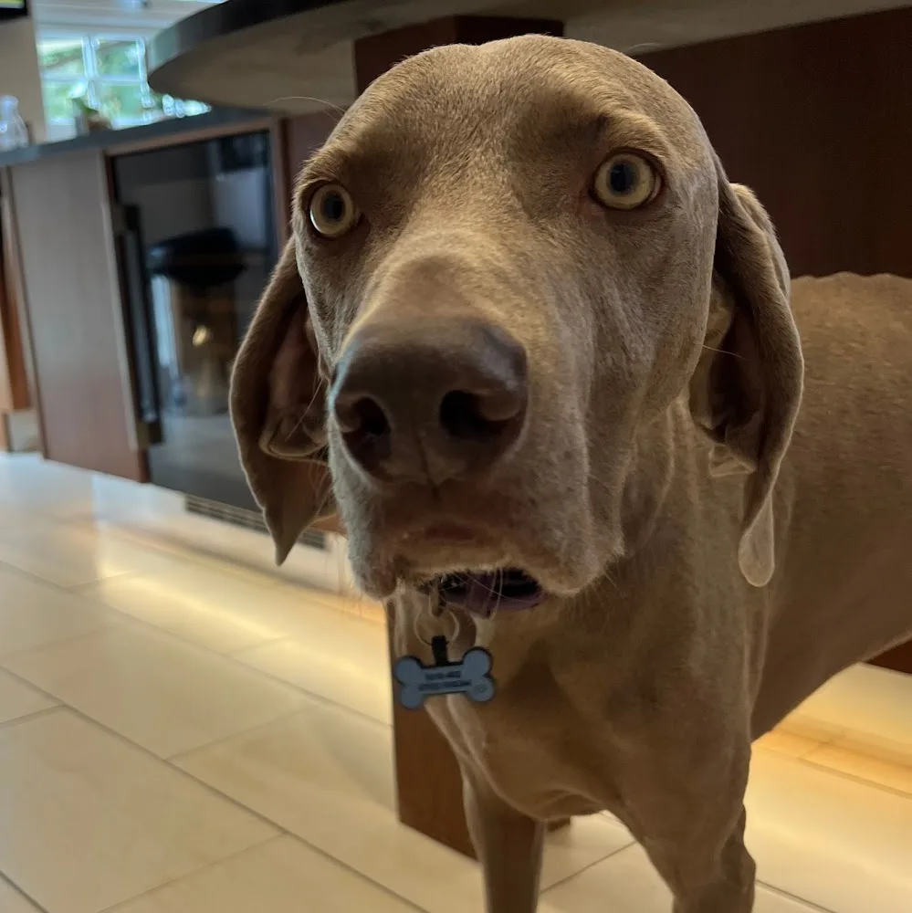Dog Boarding & Day Care - Upshire Hall - Enfield pet otel görseli 5
