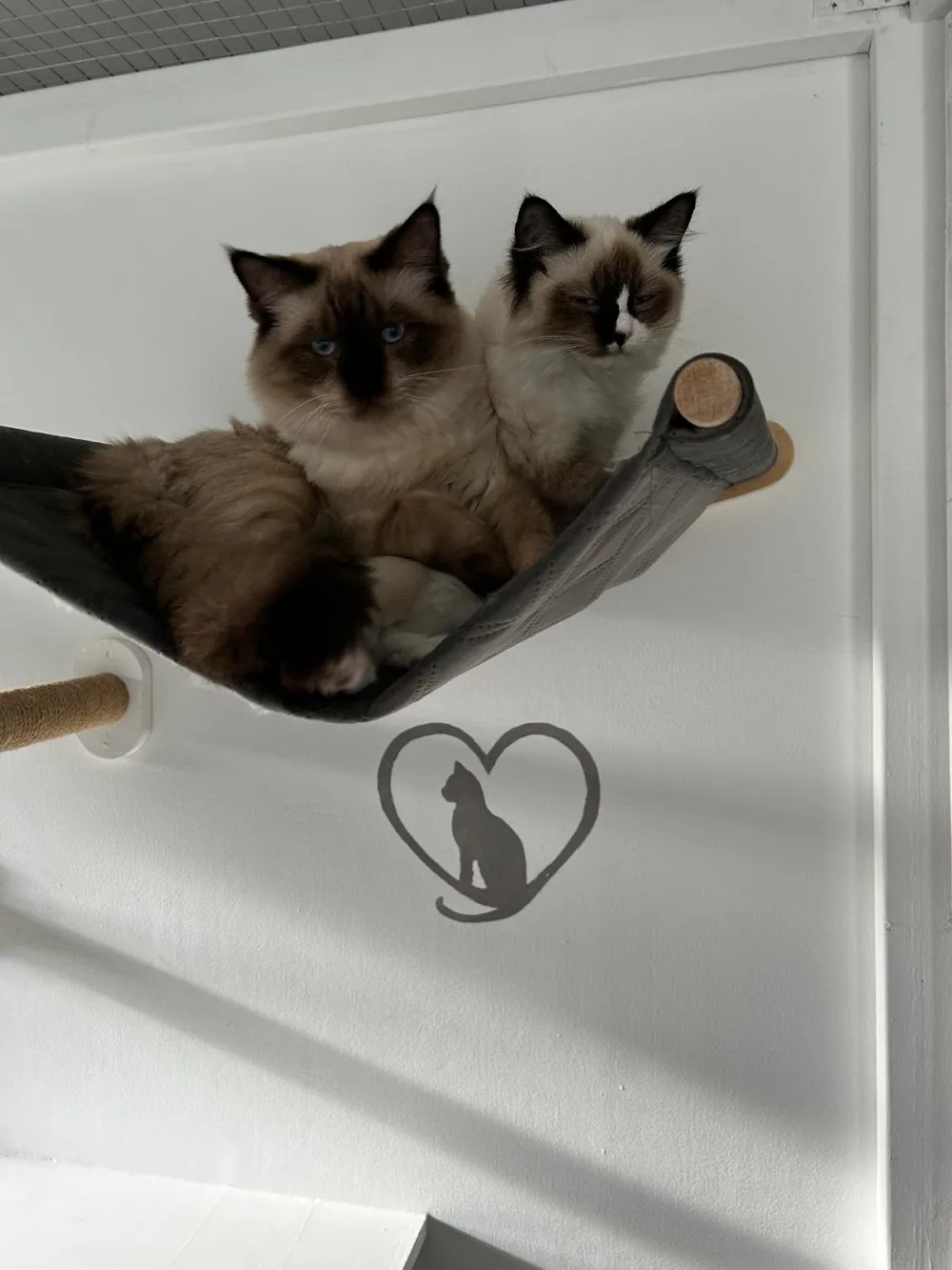 Four The Love Of Cats - Enfield pet otel
