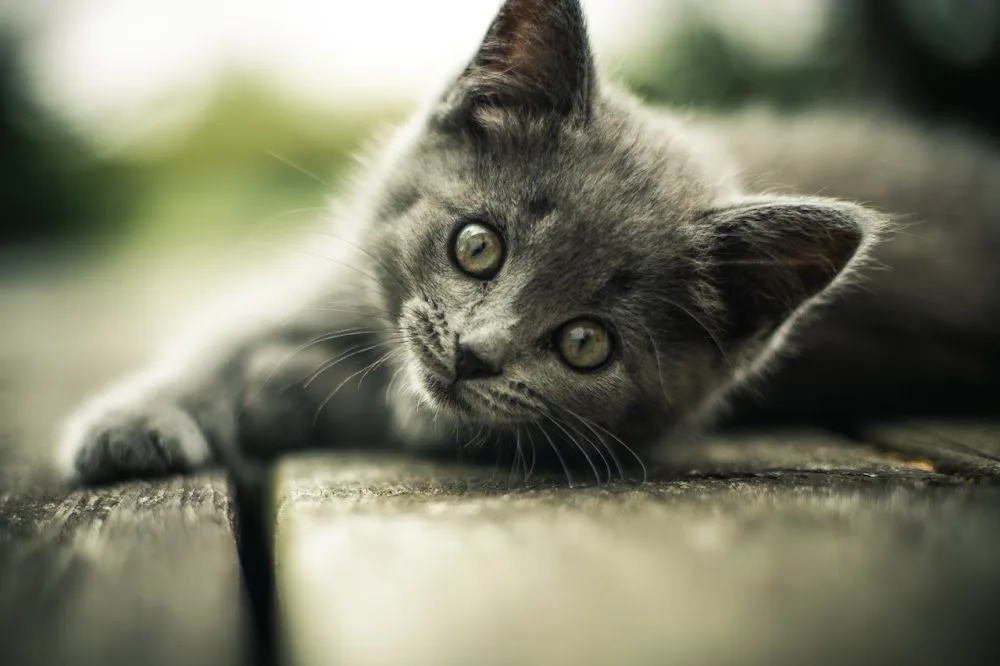 Kingfisher Pet Boarding, Cattery and Small Animals - Enfield pet otel