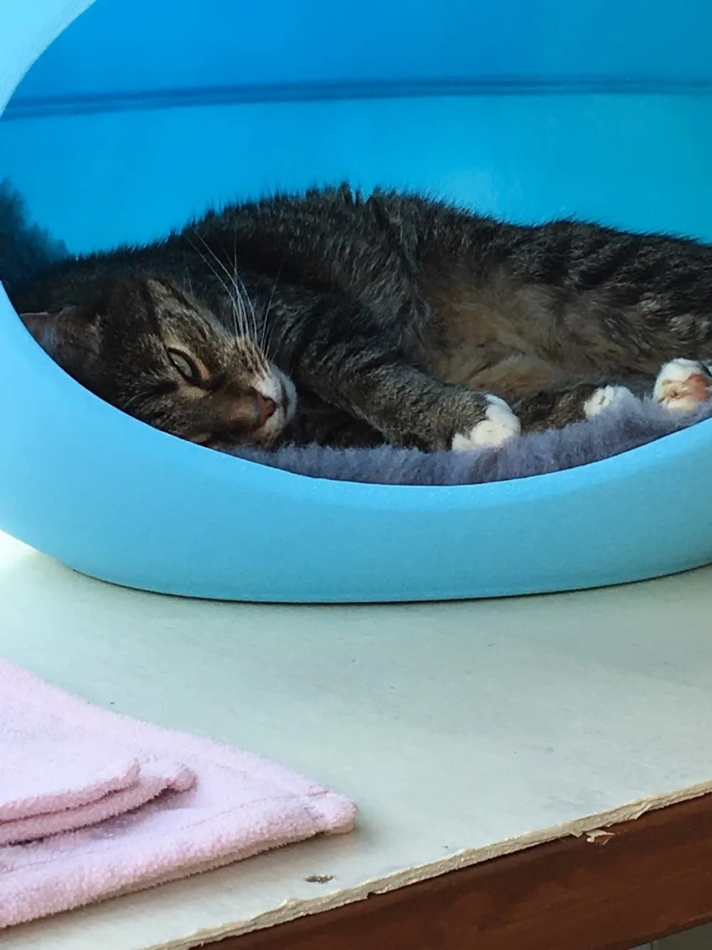 Kingfisher Pet Boarding, Cattery and Small Animals - Enfield pet otel görseli 3