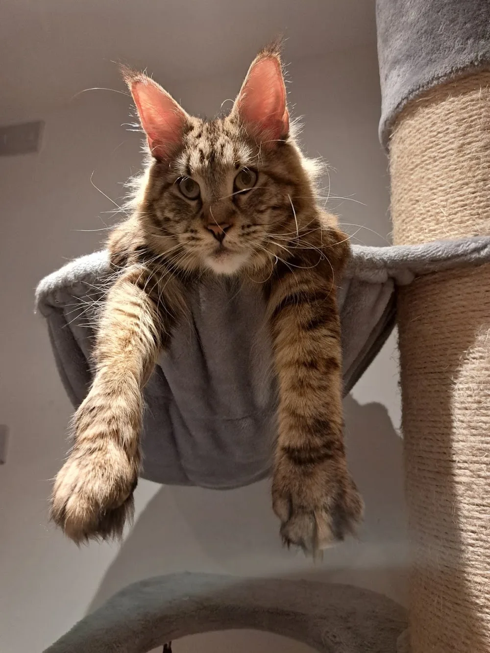 Maine Coon Kittens to Love - Enfield pet otel görseli 2