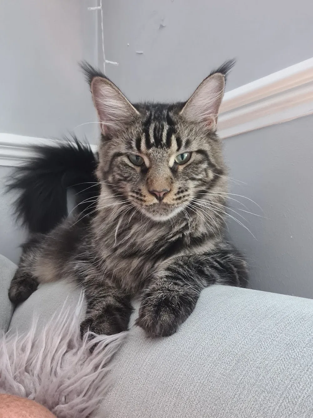 Maine Coon Kittens to Love - Enfield pet otel görseli 3