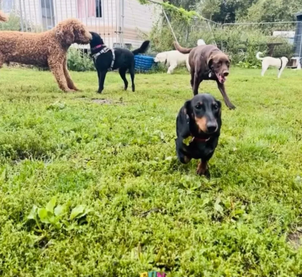 Pampered Pooches dog daycare and kennels - Enfield pet otel