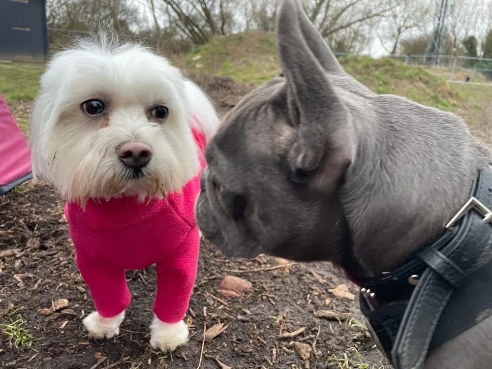 Pampered Pooches dog daycare and kennels - Enfield pet otel görseli 3