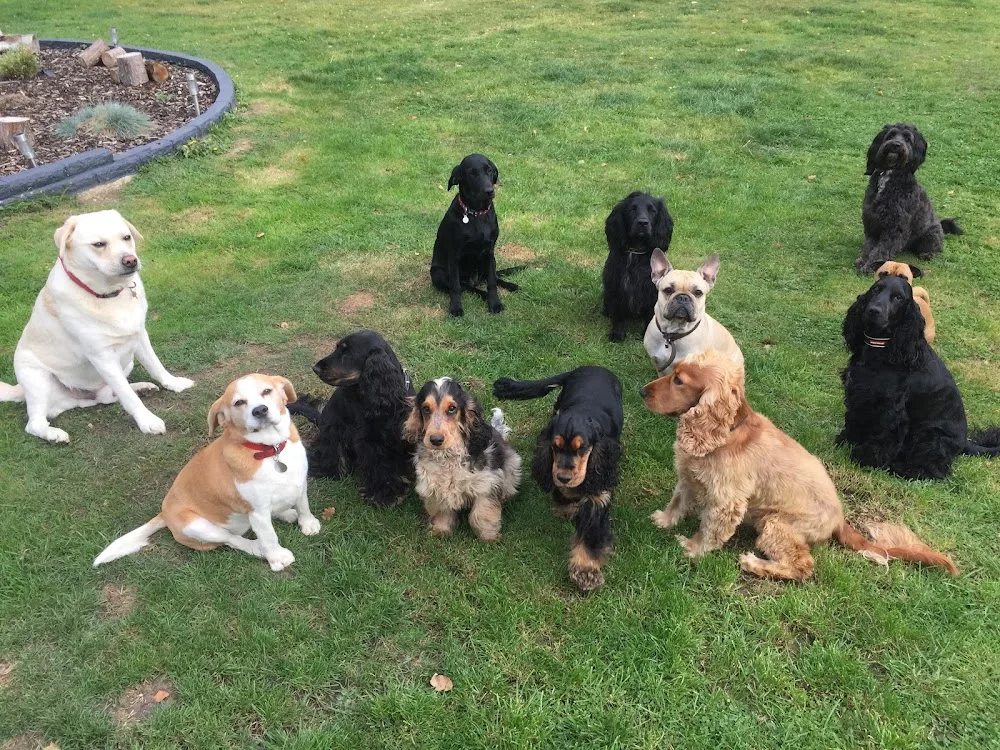 Pawtopia Doggy Day Care & Dog Hotel - Enfield pet otel