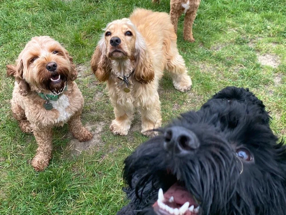 Pawtopia Doggy Day Care & Dog Hotel - Enfield pet otel görseli 3