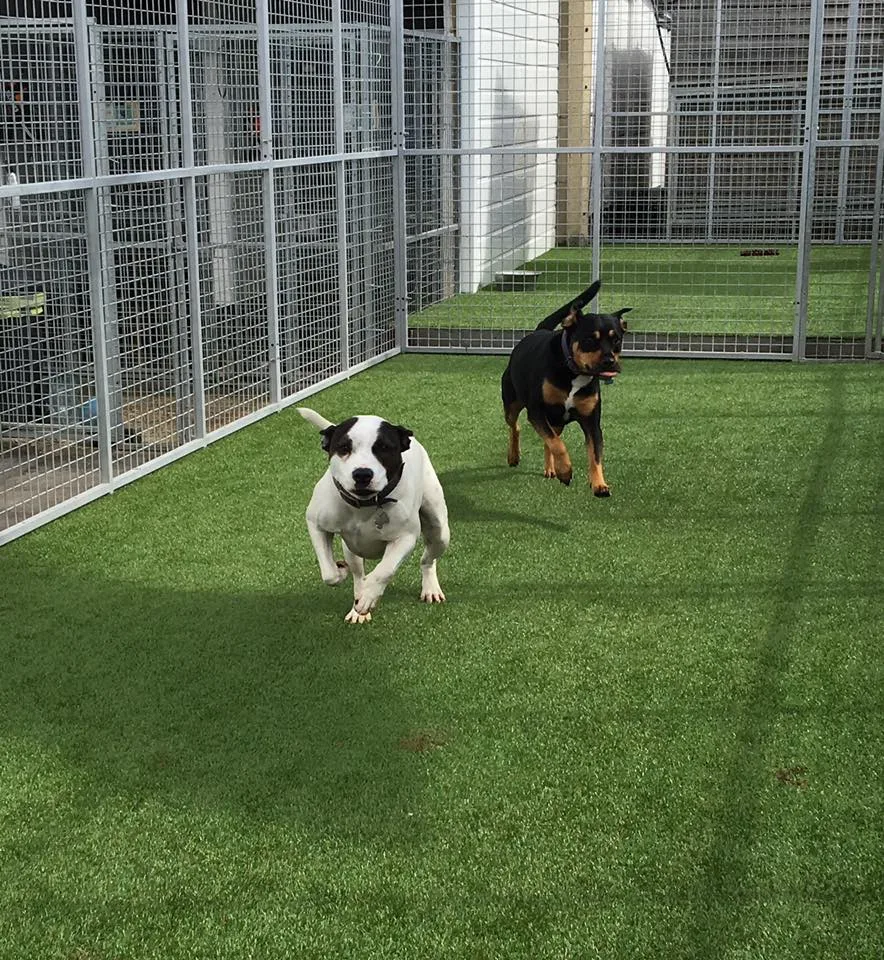 Southend Farm Kennels and Cattery - Enfield pet otel görseli 3