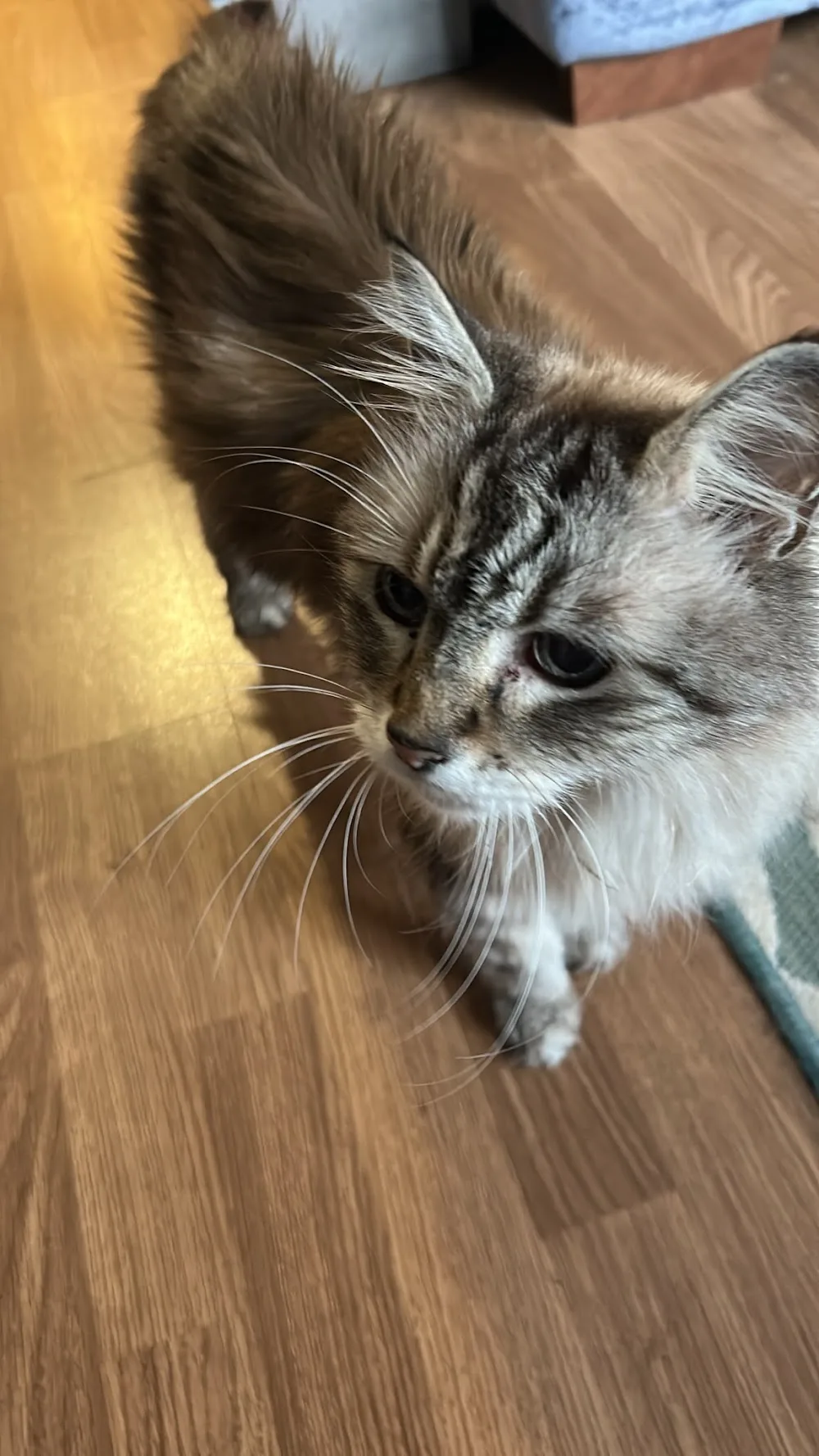 The Cat Butler Enfield - Cat Sitting Service, Cattery Alternative - Enfield pet otel görseli 3