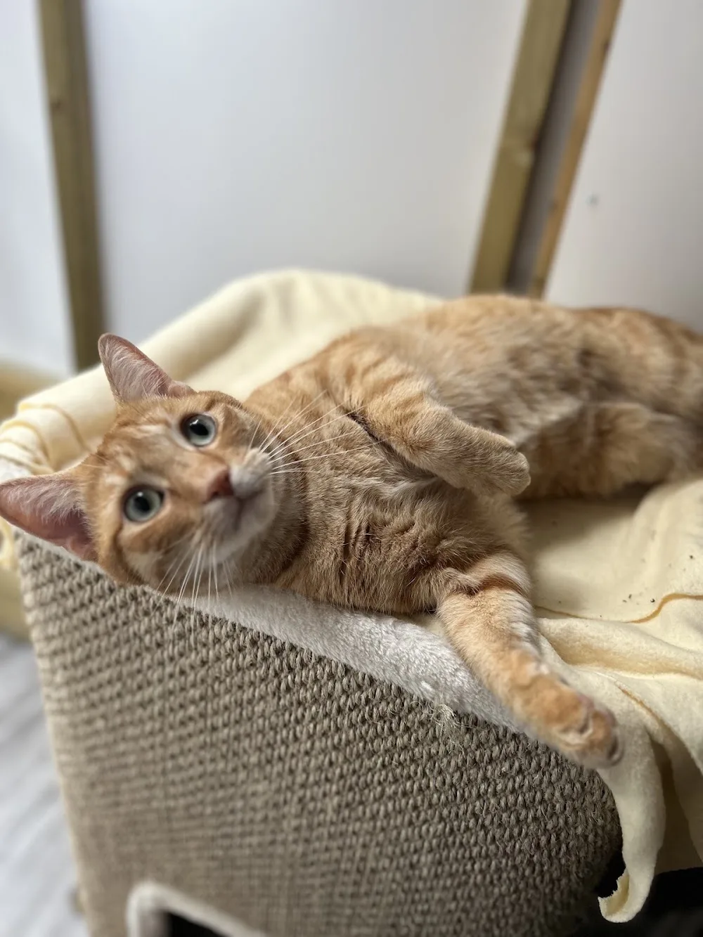 Cattery Fleur De Lys - England pet otel