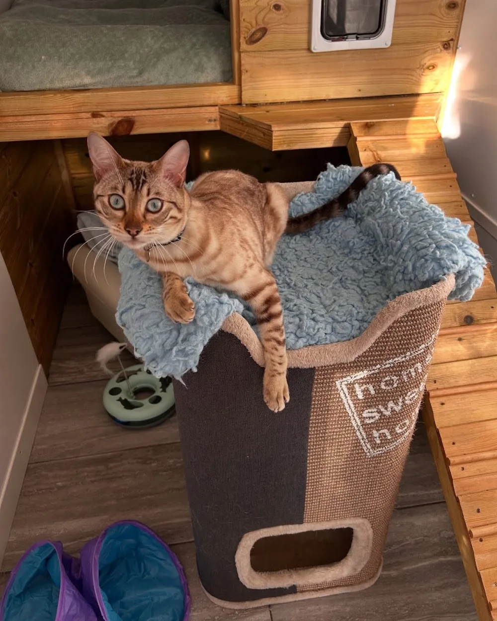 Cattery Fleur De Lys - England pet otel görseli 3