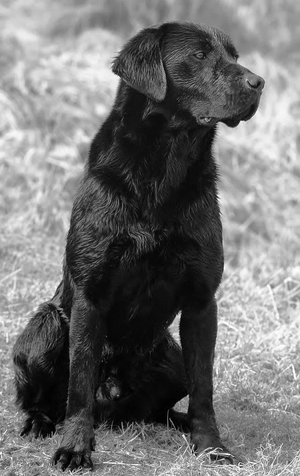 Eshiels Dog Boarding and Training Kennels - England pet otel görseli 3