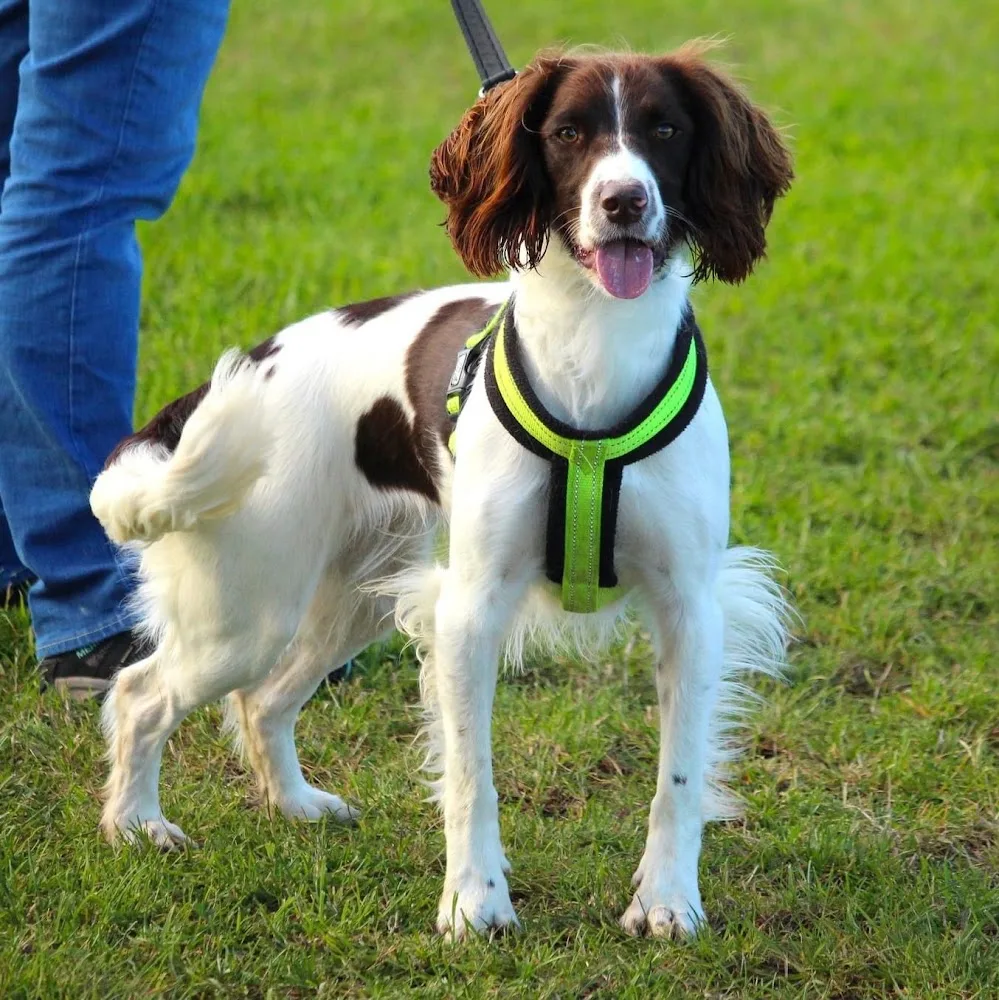 Eshiels Dog Boarding and Training Kennels - England pet otel görseli 5