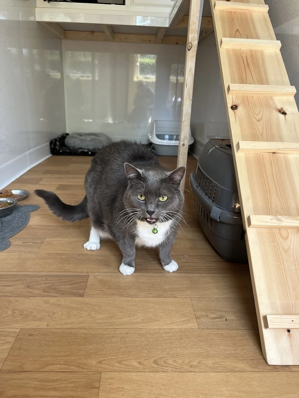 Malt Kiln Cattery - England pet otel görseli 3
