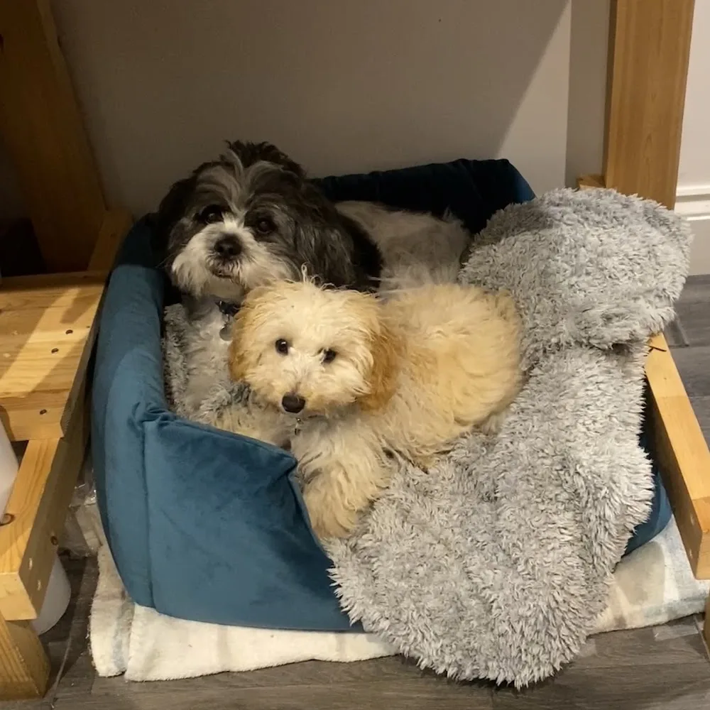 Petiquette Home Dog Boarding - England pet otel görseli 3