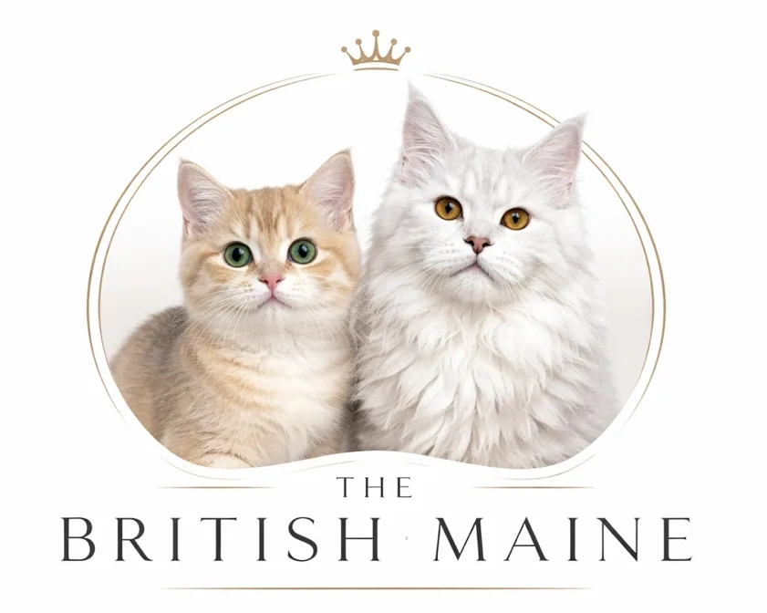 The British Maine Cattery - England pet otel