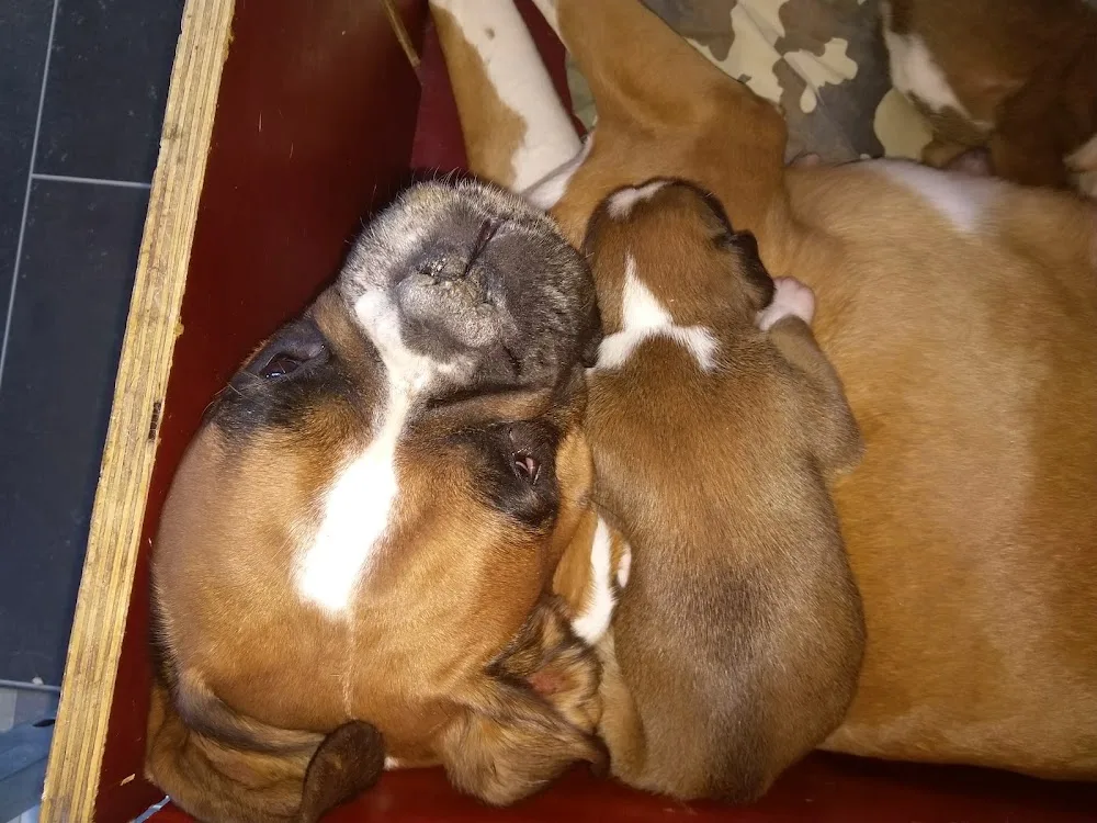 Boxerkennel Makawee - Enschede pet otel