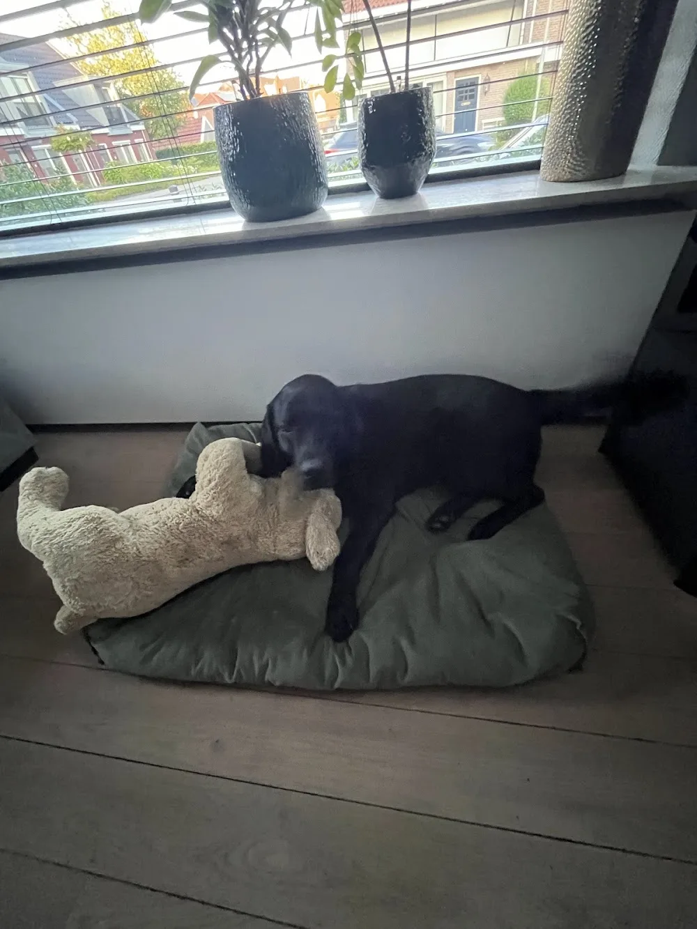 Dierenhotel De Breborgh - Enschede pet otel görseli 3